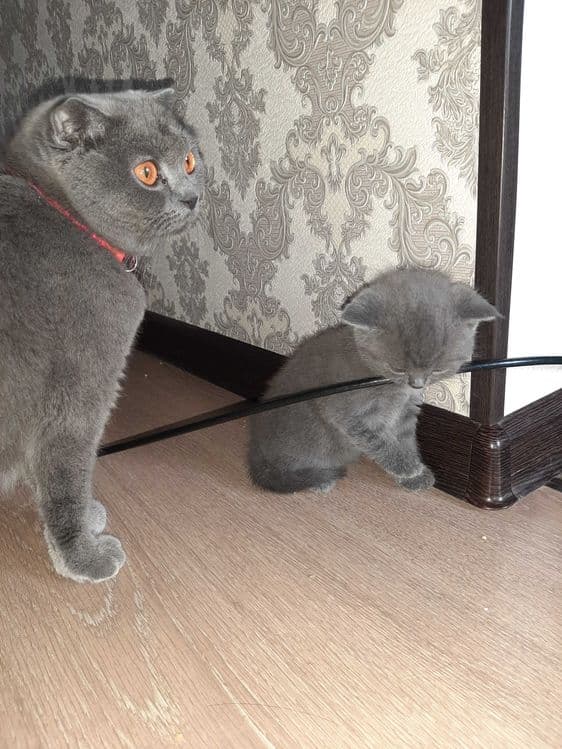 Котята шотландский вислоухий и шиншиллы — 1