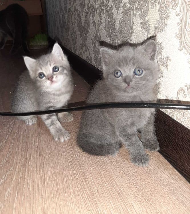 Котята шотландский вислоухий и шиншиллы — 2