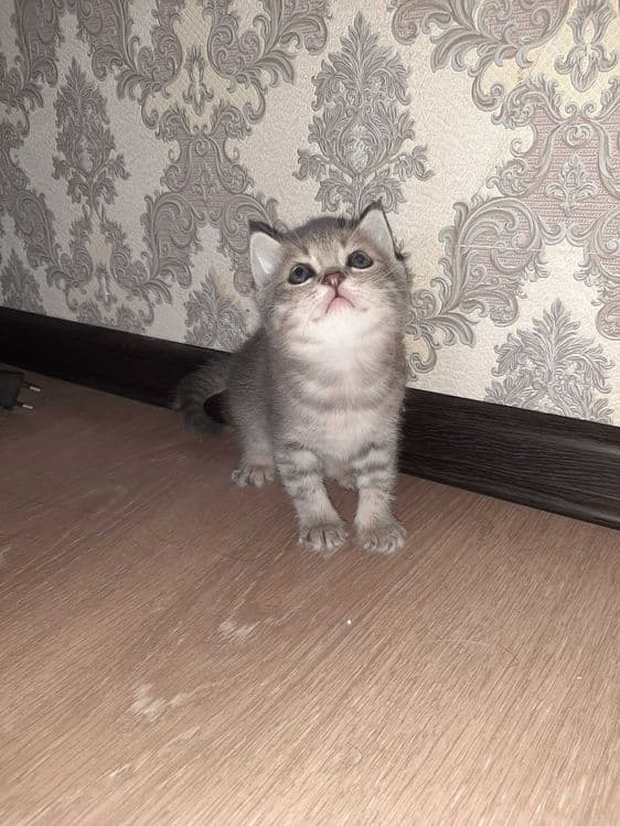 Котята шотландский вислоухий и шиншиллы — 3