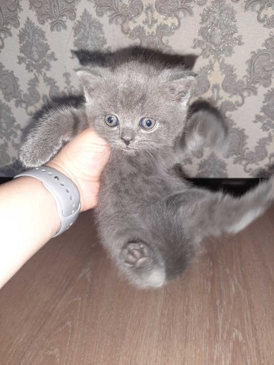 Котята шотландский вислоухий и шиншиллы — 4