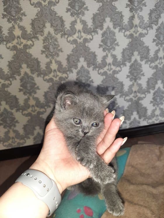 Котята шотландский вислоухий и шиншиллы — 5