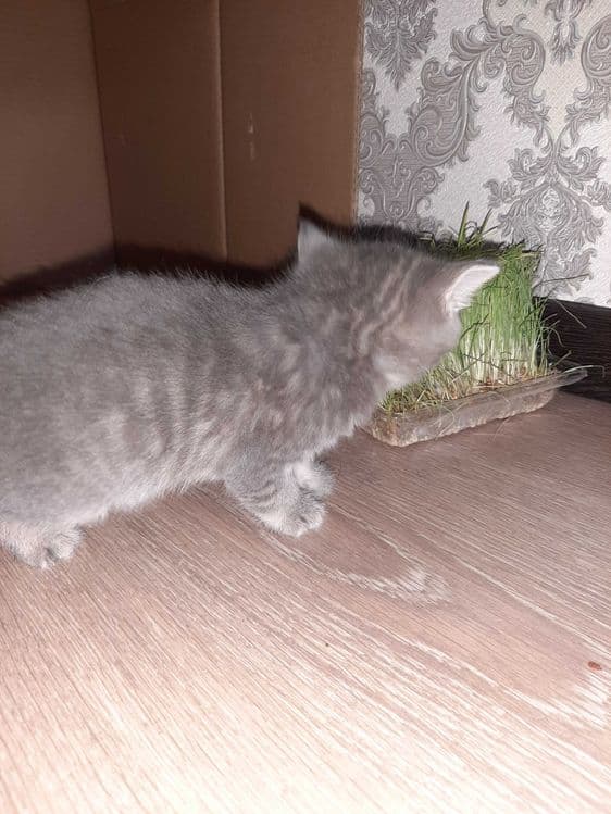 Котята шотландский вислоухий и шиншиллы — 6
