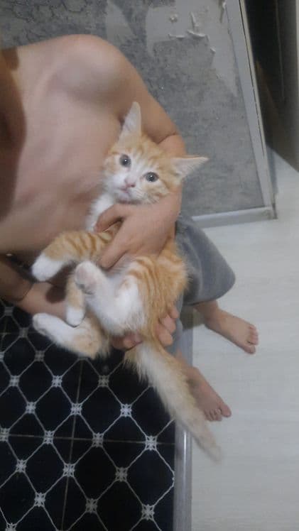 Котята на продажу — 2