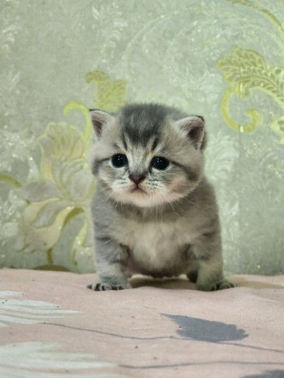 Мушукчалар сотилади — 4