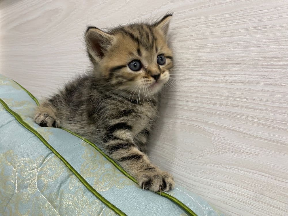 Мушук скоттишфолд — 2