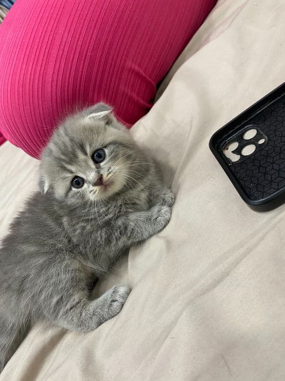 Мушук скоттишфолд — 3