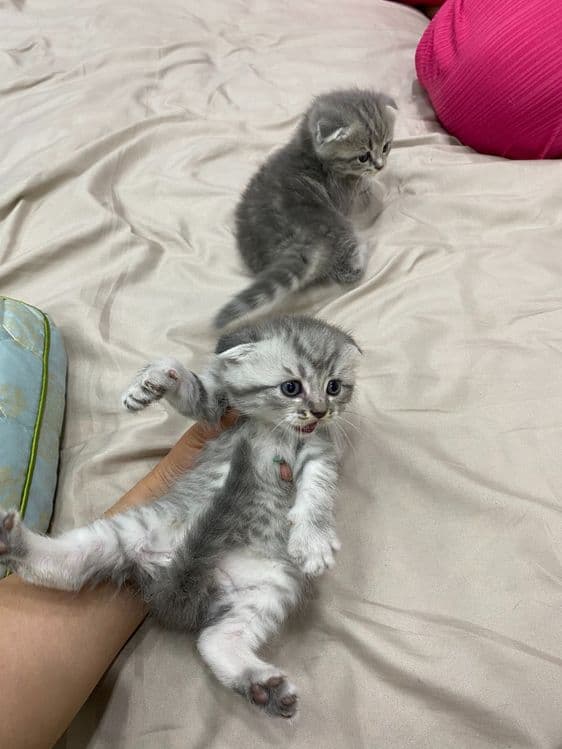 Мушук скоттишфолд — 4