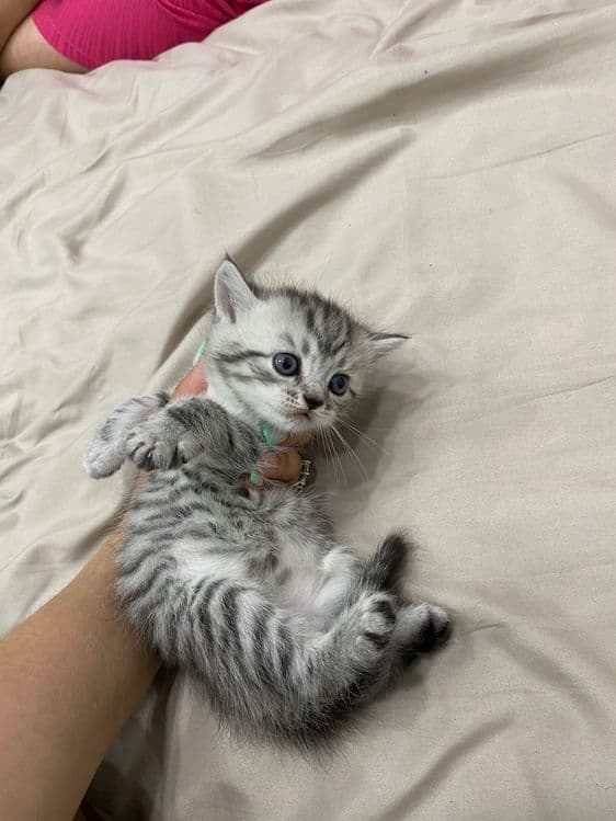 Мушук скоттишфолд — 5