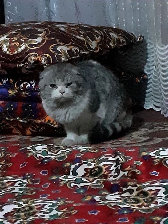 Erkatoy mushuk sotiladi — 2