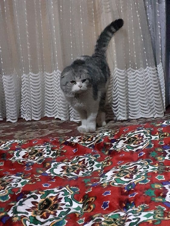 Erkatoy mushuk sotiladi — 3