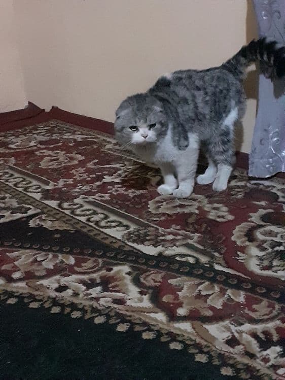 Erkatoy mushuk sotiladi — 4