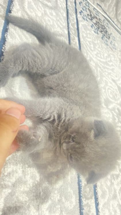 Qiz bola 1 yarim oylik Scottish Fold.    narxi 100$. — 2