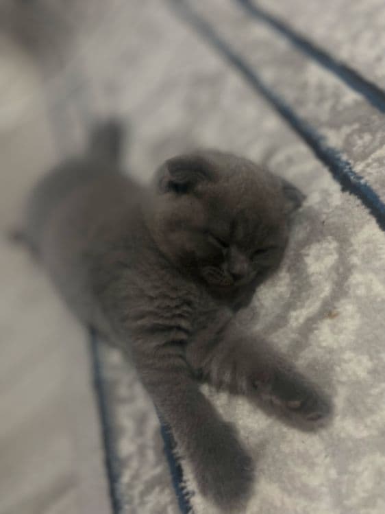 Qiz bola 1 yarim oylik Scottish Fold.    narxi 100$. — 3