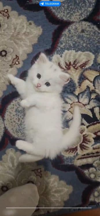 Oq Rangli Turetiskiy angora qiz bolasi — 1