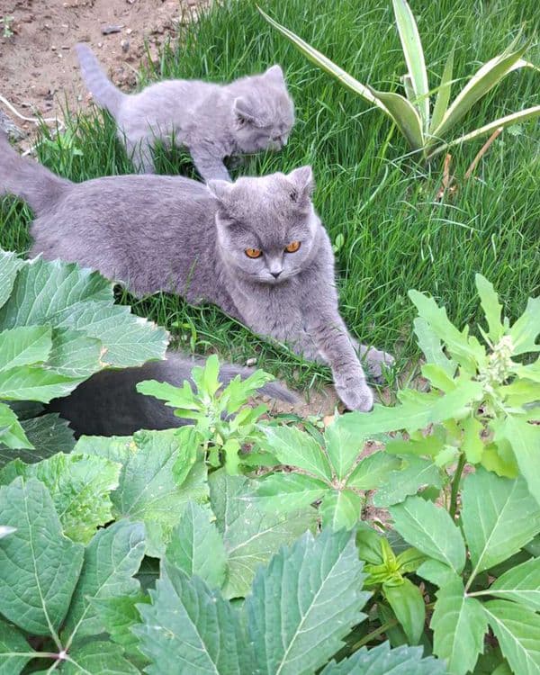 Scottish Fold mushukchalar — 2