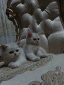 Серебрянная шиншилла