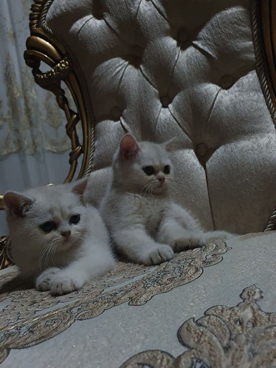 Серебрянная шиншилла — 1
