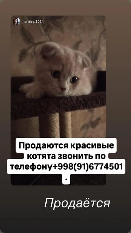 Порода Скотиш Фолд. — 1