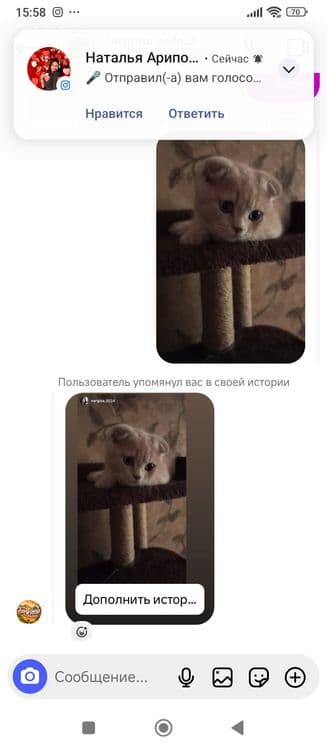 Порода Скотиш Фолд. — 2
