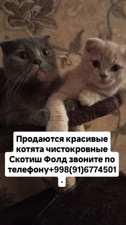 Порода Скотиш Фолд. — 6