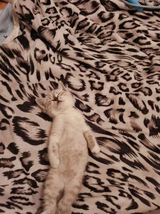 Котенок в добрые руки — 1