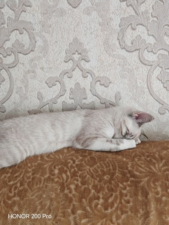 Котенок в добрые руки — 2