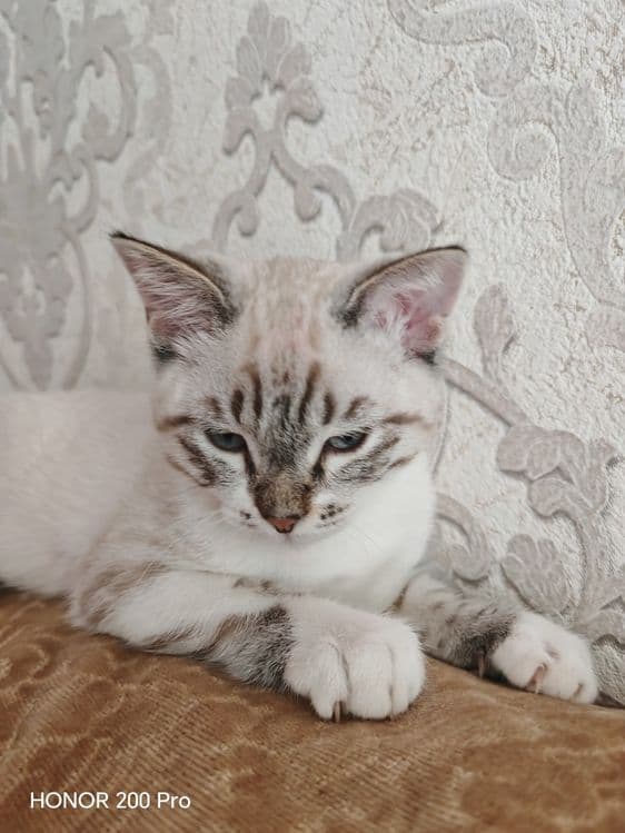 Котенок в добрые руки — 3