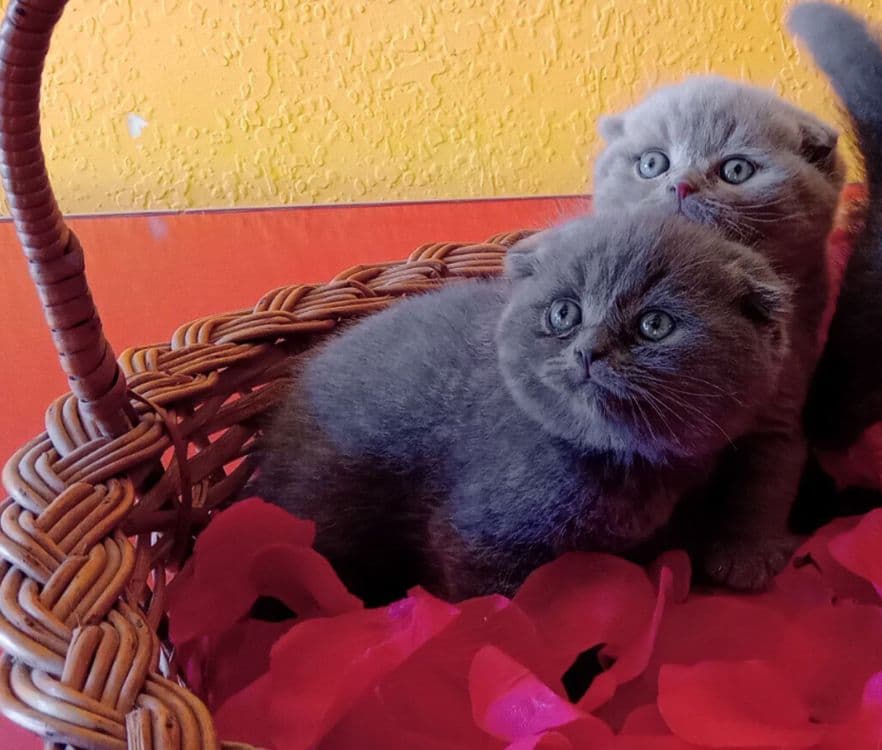 Шотландские котята — 2
