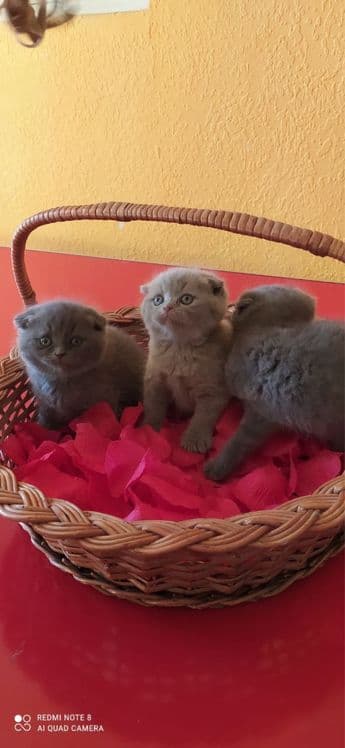 Шотландские котята — 3