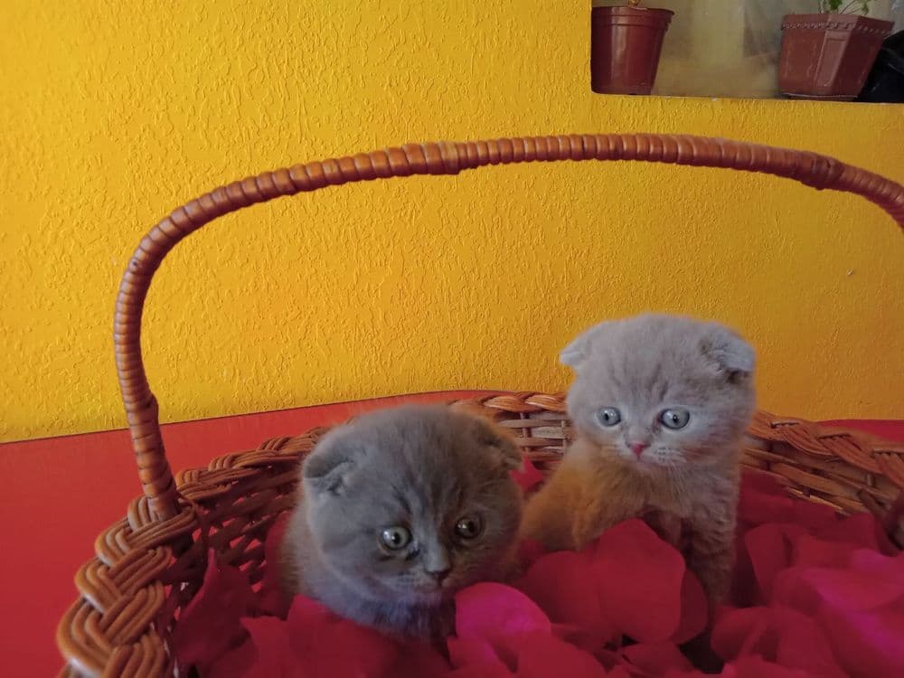 Шотландские котята — 4
