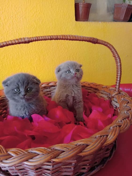 Шотландские котята — 5
