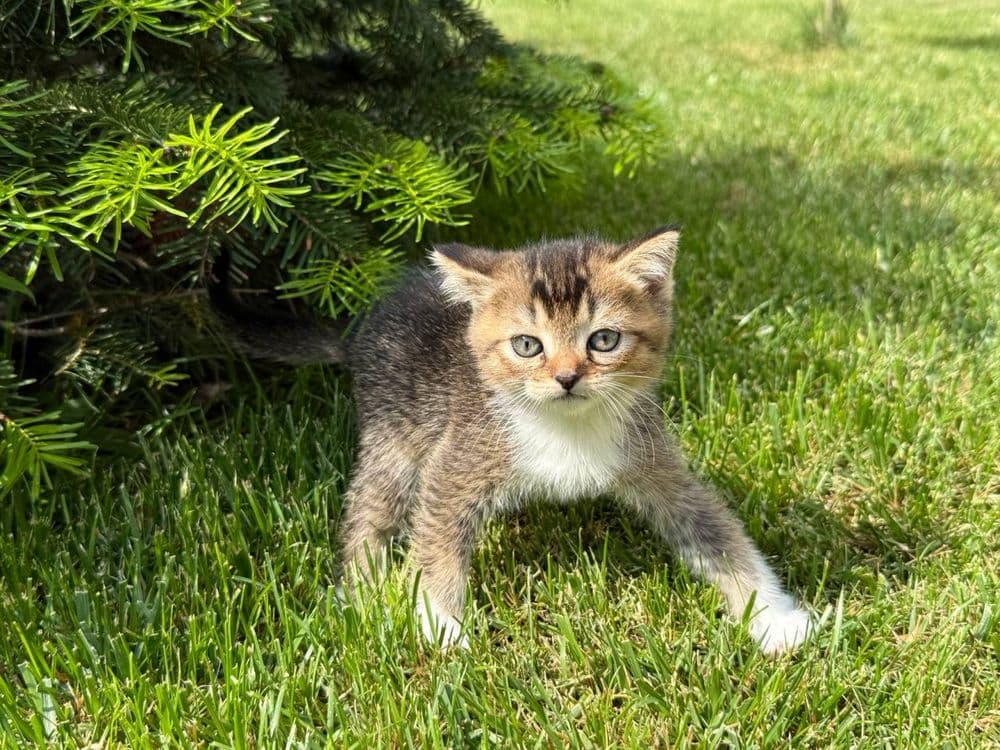 Котята Шотландские — 1