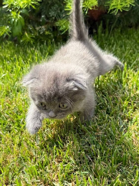 Котята Шотландские — 3