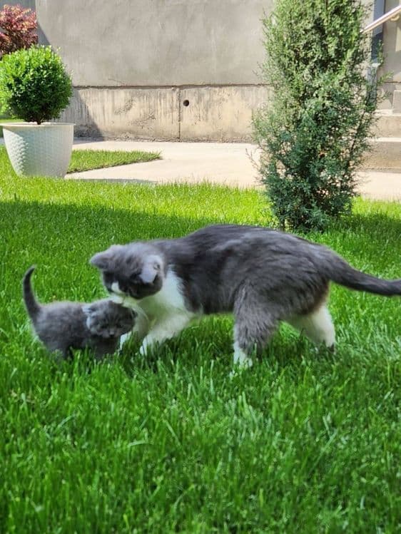 Котята Шотландские — 4