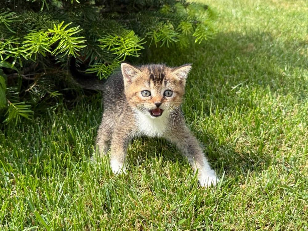 Котята Шотландские — 5