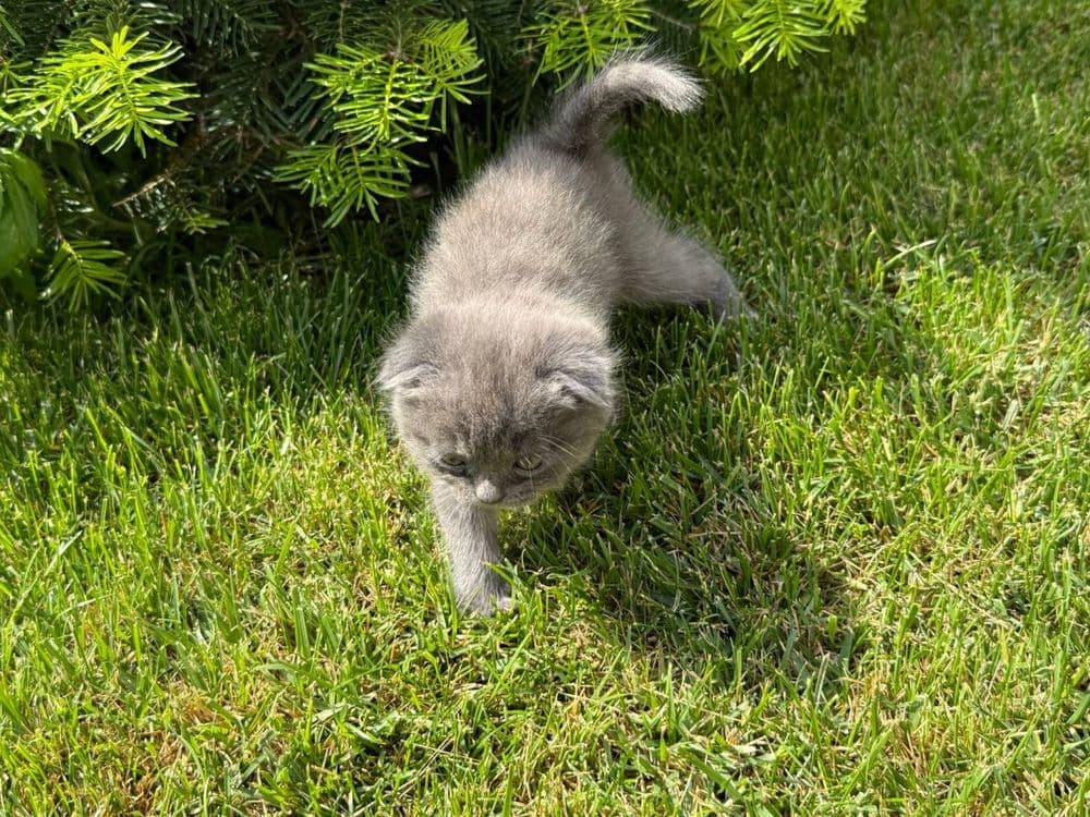Котята Шотландские — 6