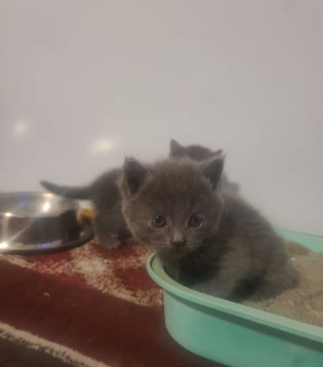 шотландская веслоухая котята — 3