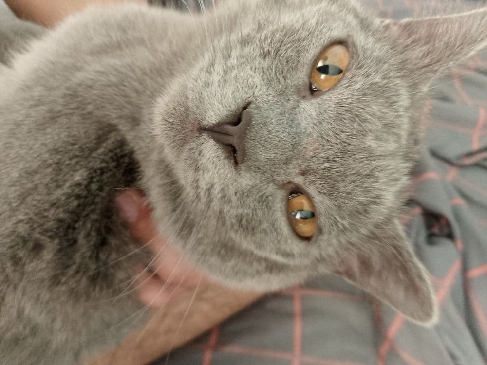 Продается кошка британская — 2