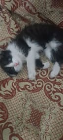 Котенок в добрые, ответственные руки
