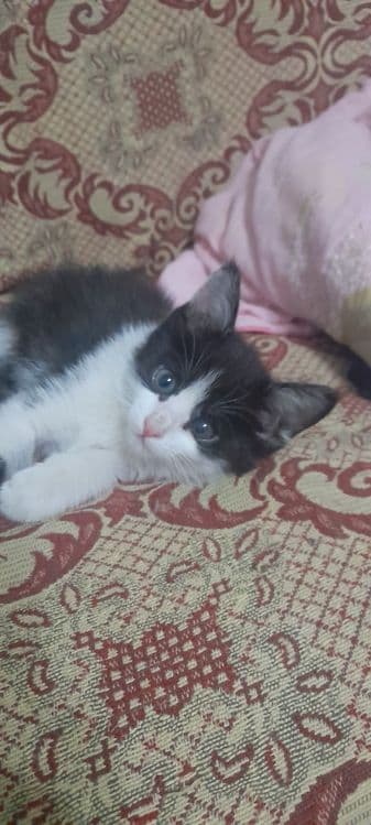 Котенок в добрые, ответственные руки — 2