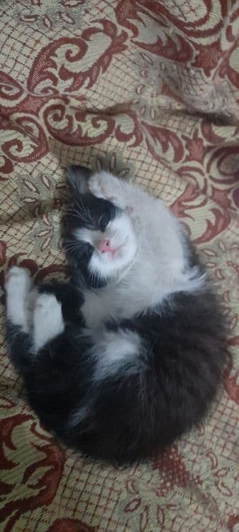 Котенок в добрые, ответственные руки — 3