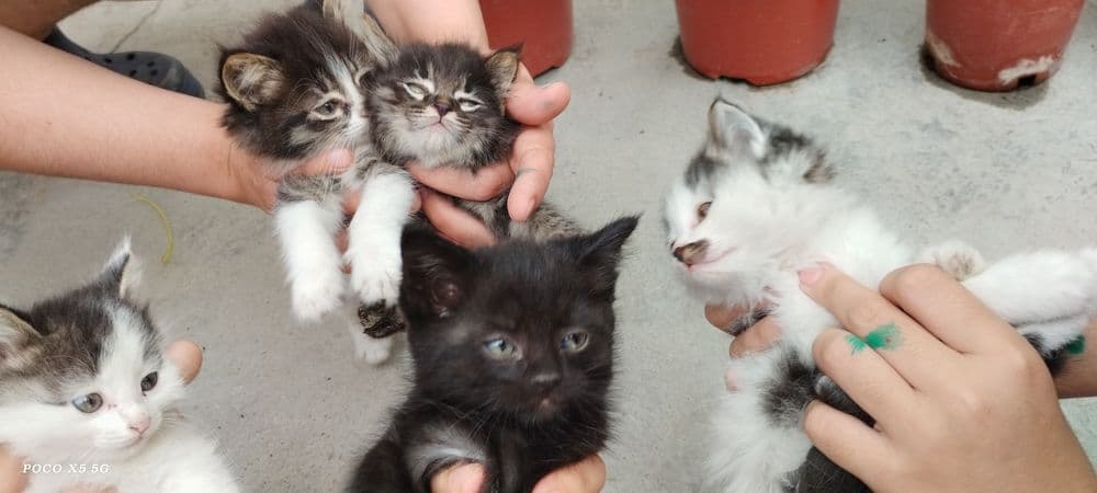 Продам котят, мушукчалар сотилади — 3