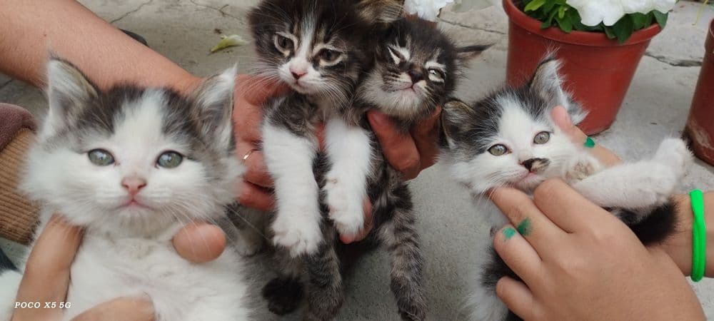 Продам котят, мушукчалар сотилади — 4