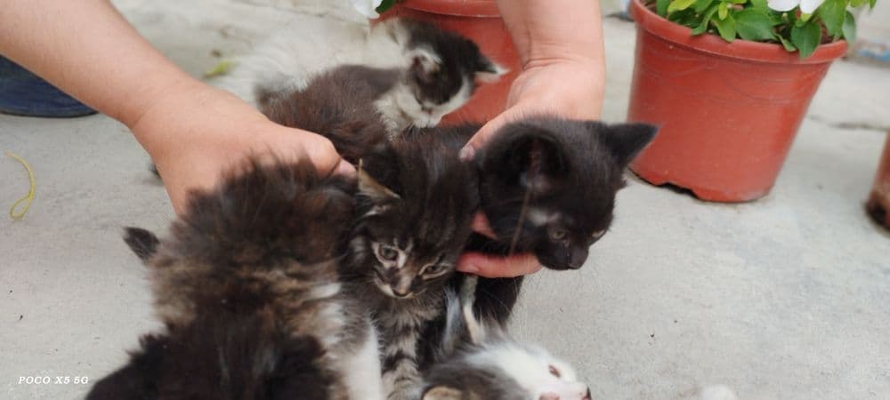 Продам котят, мушукчалар сотилади — 5