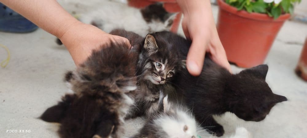Продам котят, мушукчалар сотилади — 6
