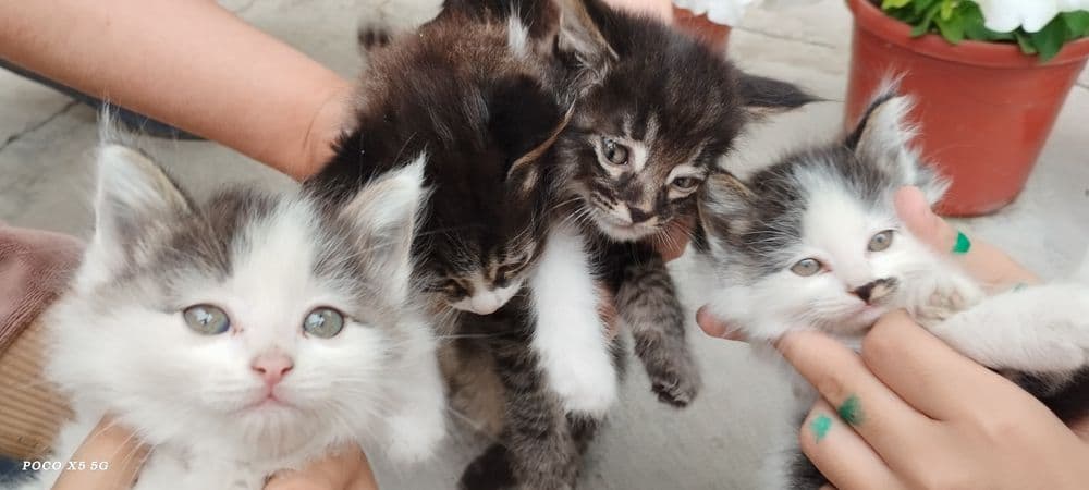 Продам котят, мушукчалар сотилади — 7