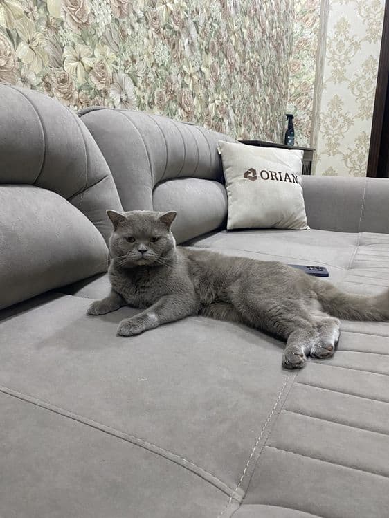 Продается британский кот — 2