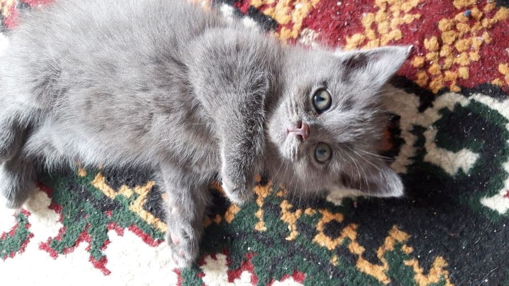 Сотилади(продается) Скотиш Фолд — 2