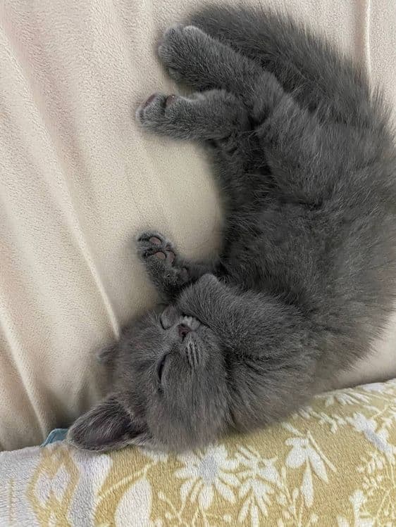 Сотилади(продается) Скотиш Фолд — 3