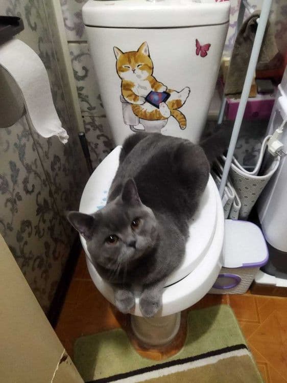 Британская кошка — 2